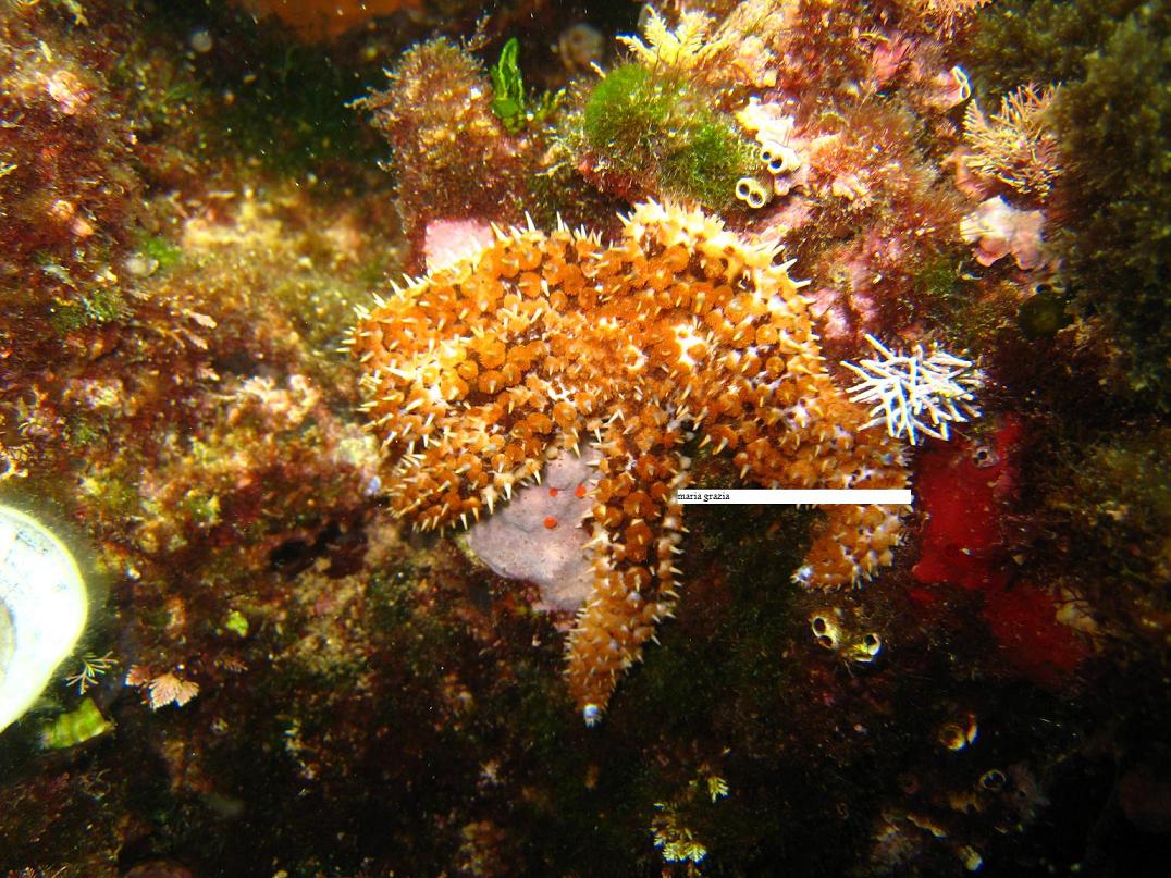 Coscinasterias tenuispina (Lamarck, 1816)